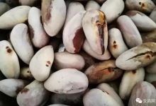 文昌有一种美味的东西叫“黑蜜仁”_文昌网