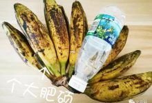 文昌芭蕉:你只看到我的丑,没看到我的好!_文昌网