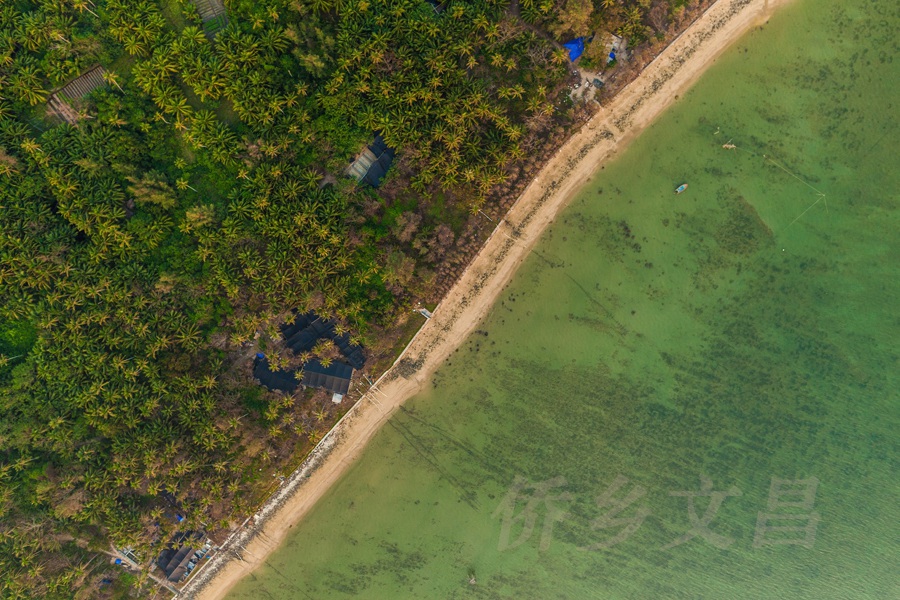 东郊椰林海岸线