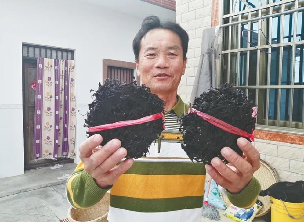 林方焕向记者展示他的野生紫菜。
