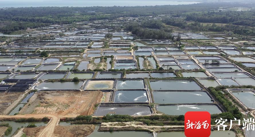 经过数十年的发展，冯家湾一带形成种苗、养殖、饲料生产、冷冻仓储、销售产业链，近海水产养殖成为当地传统支柱产业。记者 郑光平 摄