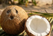 椰子不砸好人:文昌流传的灵性之谜-人在文昌