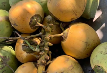 文昌东郊的椰子,为什么比其他地方的甜?-人在文昌