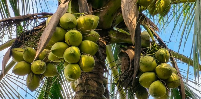 椰子树上挂满椰子