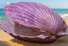 文昌的前世：西汉时期，何以“紫贝”为名？-人在文昌