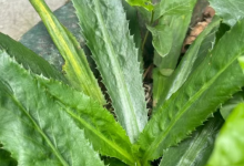 文昌野香菜，你吃过吗？-人在文昌