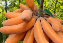 文昌这种长在藤上的“野香蕉”，吃过的人都长大了-人在文昌