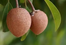 文昌人爱吃的神仙果：甜进骨子里的“桃子固”-人在文昌