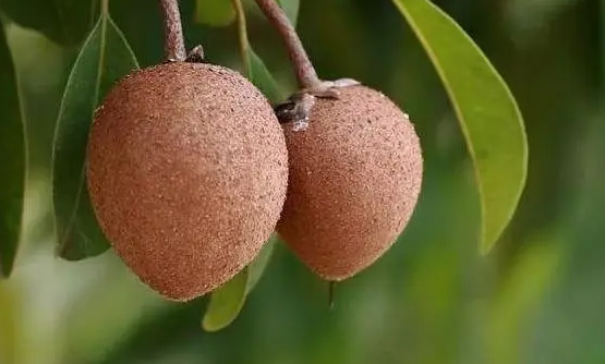 人心果（桃子固）