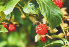 悬钩子文昌话怎么叫?-人在文昌