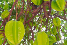 文昌那种酸到爆的野生杨桃,你有多久没吃过了?-人在文昌