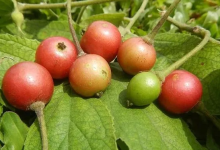 文昌人童年里最甜的野果是它！-人在文昌