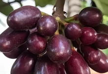 文昌人小时候吃过“萝”吗-人在文昌