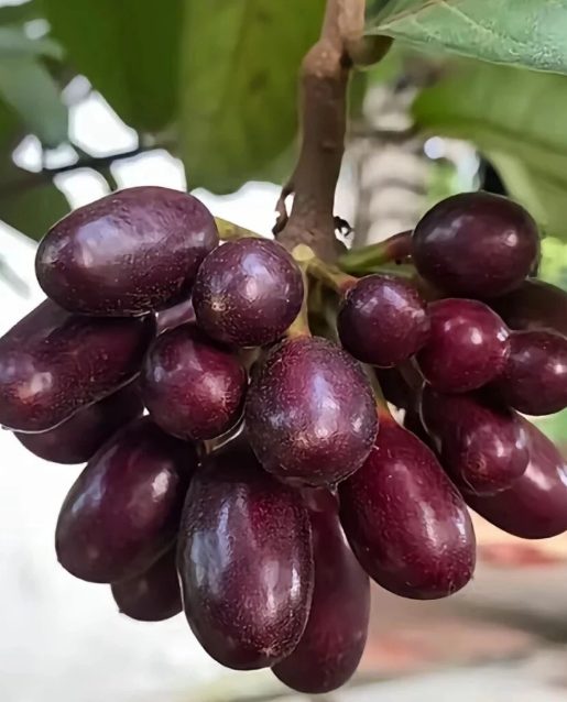 黑紫色的紫玉盘