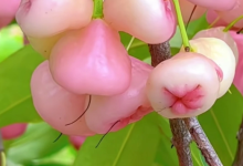 文昌这像花一样美的野生水果，你吃过吗-人在文昌