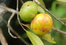 文昌野生山竹子，吃过请举手-人在文昌