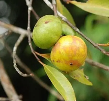 文昌野生山竹子