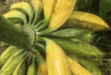 文昌树上熟牛蕉,小时候的最爱-人在文昌