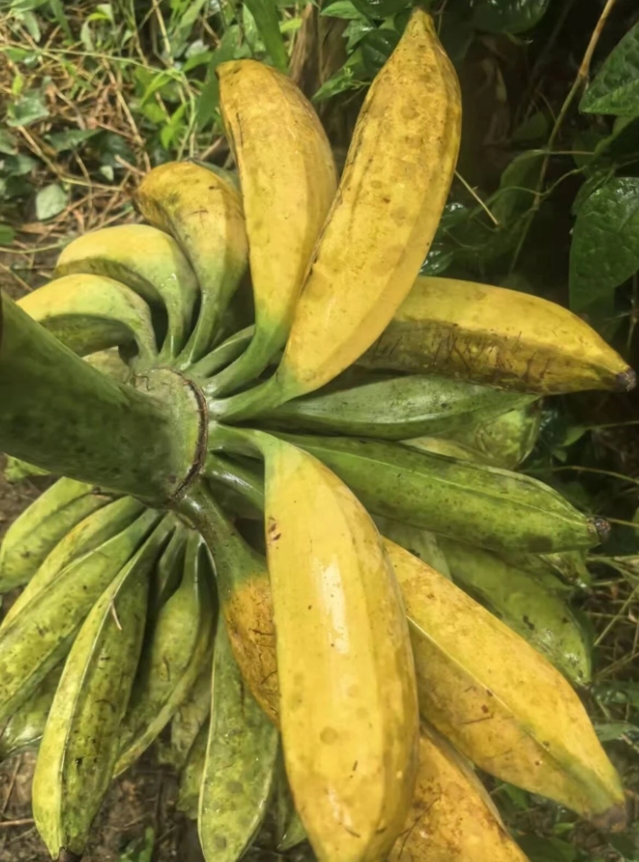 文昌树上熟牛蕉