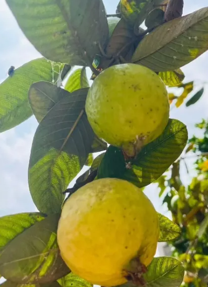 文昌野生番石榴