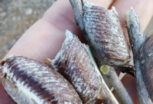 这个东西文昌话怎么叫?-人在文昌