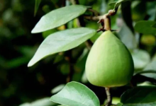 这个野果文昌话怎么叫?-人在文昌