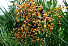 文昌野生刺葵能吃吗？-人在文昌