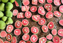 文昌人小时候吃过胭脂果吗-人在文昌