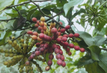 文昌这个叫假鹰爪的野果，你吃过吗-人在文昌