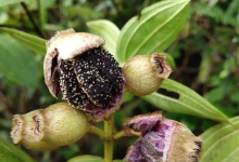 那个叫不出名字的野果，文昌人还记得吗-人在文昌