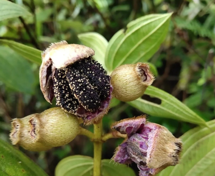 深紫色的毛稔果