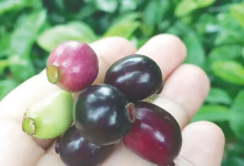 全海南没几个人认识-人在文昌