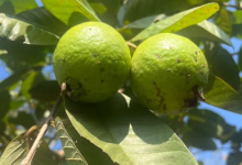 文昌人吃过最香的水果，是那种野生的“石榴”-人在文昌