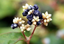 文昌这个野果，全身都是宝！-人在文昌