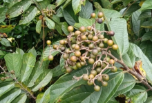 文昌人小时候吃过的破布叶-人在文昌