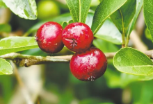 文昌海边的野果，你吃过吗？-人在文昌