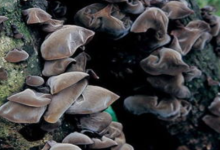 文昌人记忆里的纯天然“黑黄金”-人在文昌