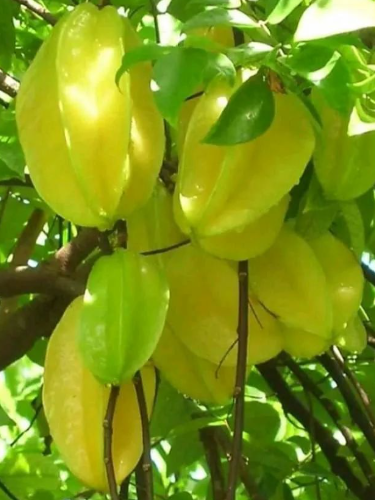 杨桃