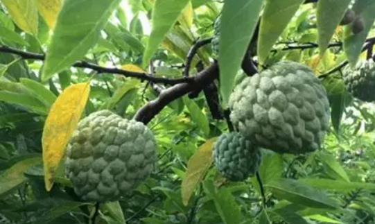 番荔枝